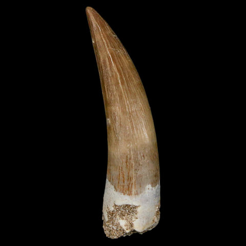 XL 2" Plesiosaur Zarafasaura Tooth Fossil Cretaceous Dinosaur Era COA, Stand