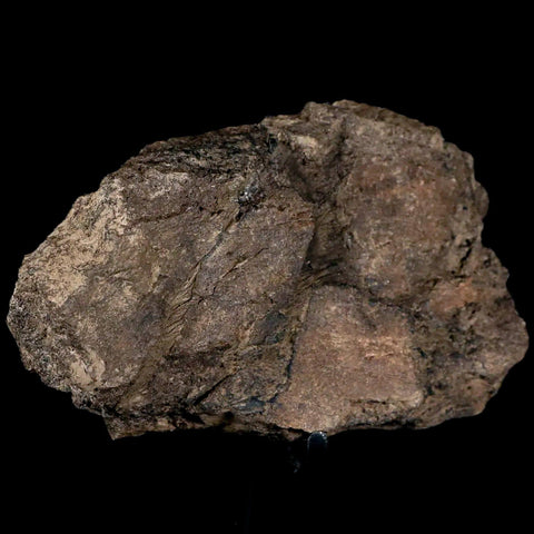 5" Triceratops Fossil Frill Bone Hell Creek FM Cretaceous Dinosaur MT COA, Stand - Fossil Age Minerals