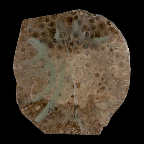 4.1" Polished Slab Petoskey Stone Hexagonaria Coral Fossil Devonian Age Michigan - Fossil Age Minerals