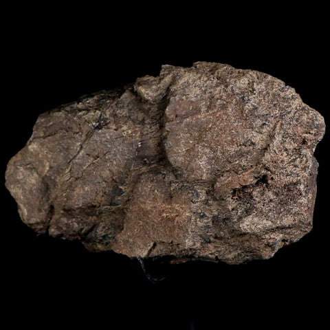 5" Triceratops Fossil Frill Bone Hell Creek FM Cretaceous Dinosaur MT COA, Stand - Fossil Age Minerals