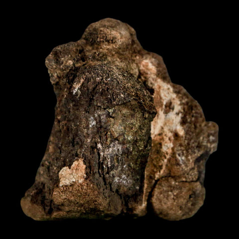 2" Brachylophosaurus Fossil Vertebrae Cretaceous Dinosaur Judith River FM MT COA