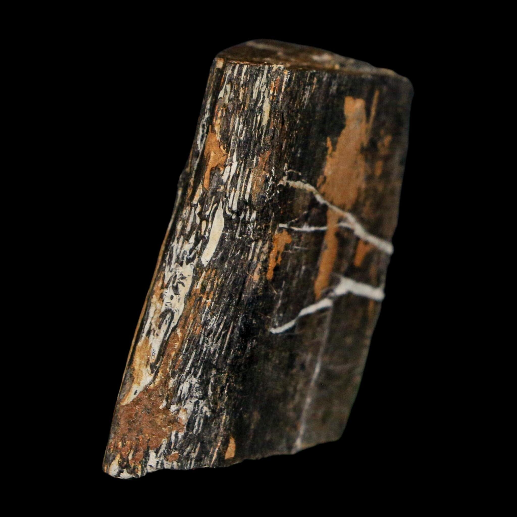 1.6" Stegosaurus Fossil Rib Bone Morrison FM Wyoming Jurassic Age Dinosaur COA - Fossil Age Minerals