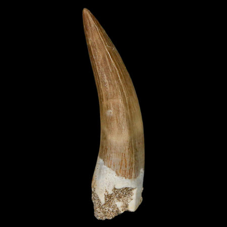 XL 2" Plesiosaur Zarafasaura Tooth Fossil Cretaceous Dinosaur Era COA, Stand