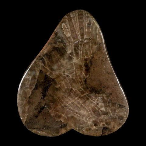 4.4" Polished Slab Petoskey Stone Hexagonaria Coral Fossil Devonian Age Michigan - Fossil Age Minerals