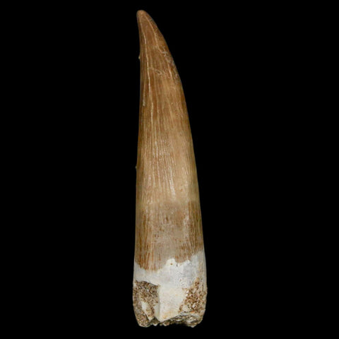 XL 2" Plesiosaur Zarafasaura Tooth Fossil Cretaceous Dinosaur Era COA, Stand