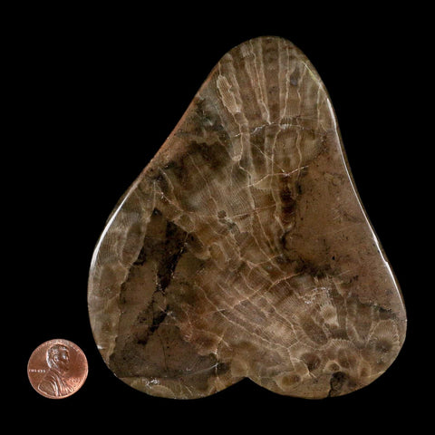 4.4" Polished Slab Petoskey Stone Hexagonaria Coral Fossil Devonian Age Michigan - Fossil Age Minerals