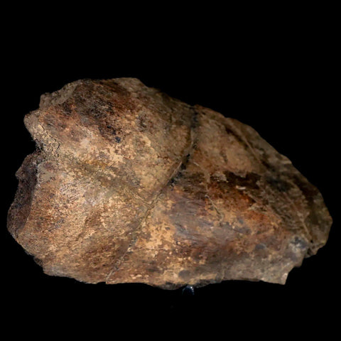 5" Triceratops Fossil Frill Bone Hell Creek FM Cretaceous Dinosaur MT COA, Stand - Fossil Age Minerals