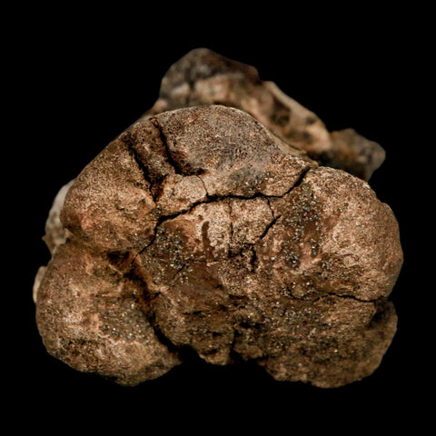 2" Brachylophosaurus Fossil Vertebrae Cretaceous Dinosaur Judith River FM MT COA