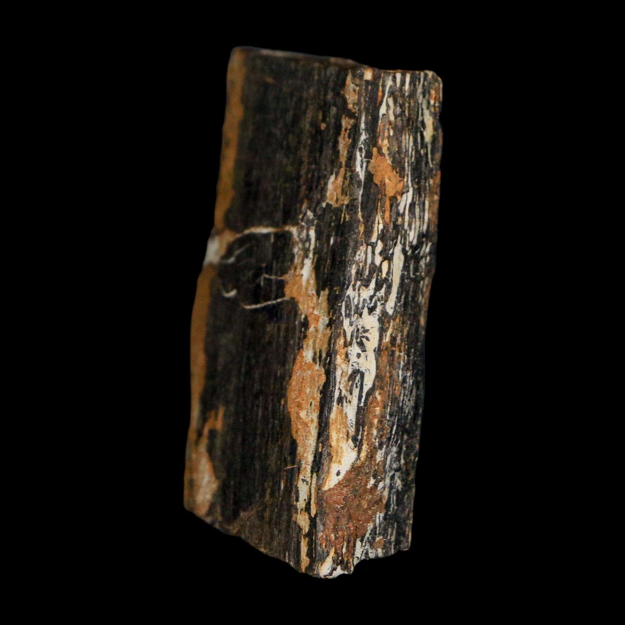 1.6" Stegosaurus Fossil Rib Bone Morrison FM Wyoming Jurassic Age Dinosaur COA - Fossil Age Minerals