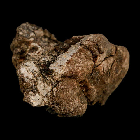 2" Brachylophosaurus Fossil Vertebrae Cretaceous Dinosaur Judith River FM MT COA