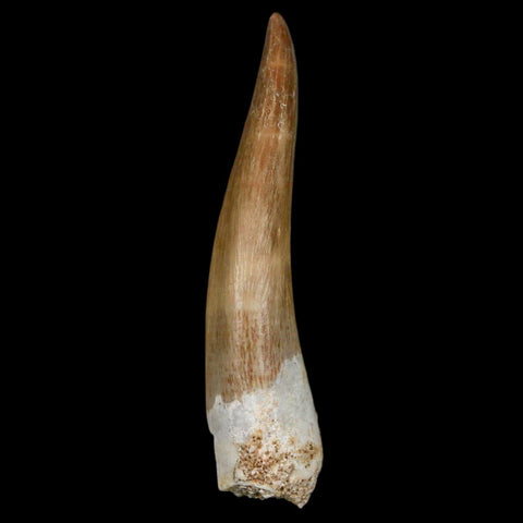 XL 2" Plesiosaur Zarafasaura Tooth Fossil Cretaceous Dinosaur Era COA, Stand