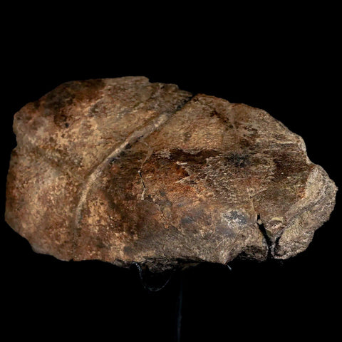5" Triceratops Fossil Frill Bone Hell Creek FM Cretaceous Dinosaur MT COA, Stand - Fossil Age Minerals