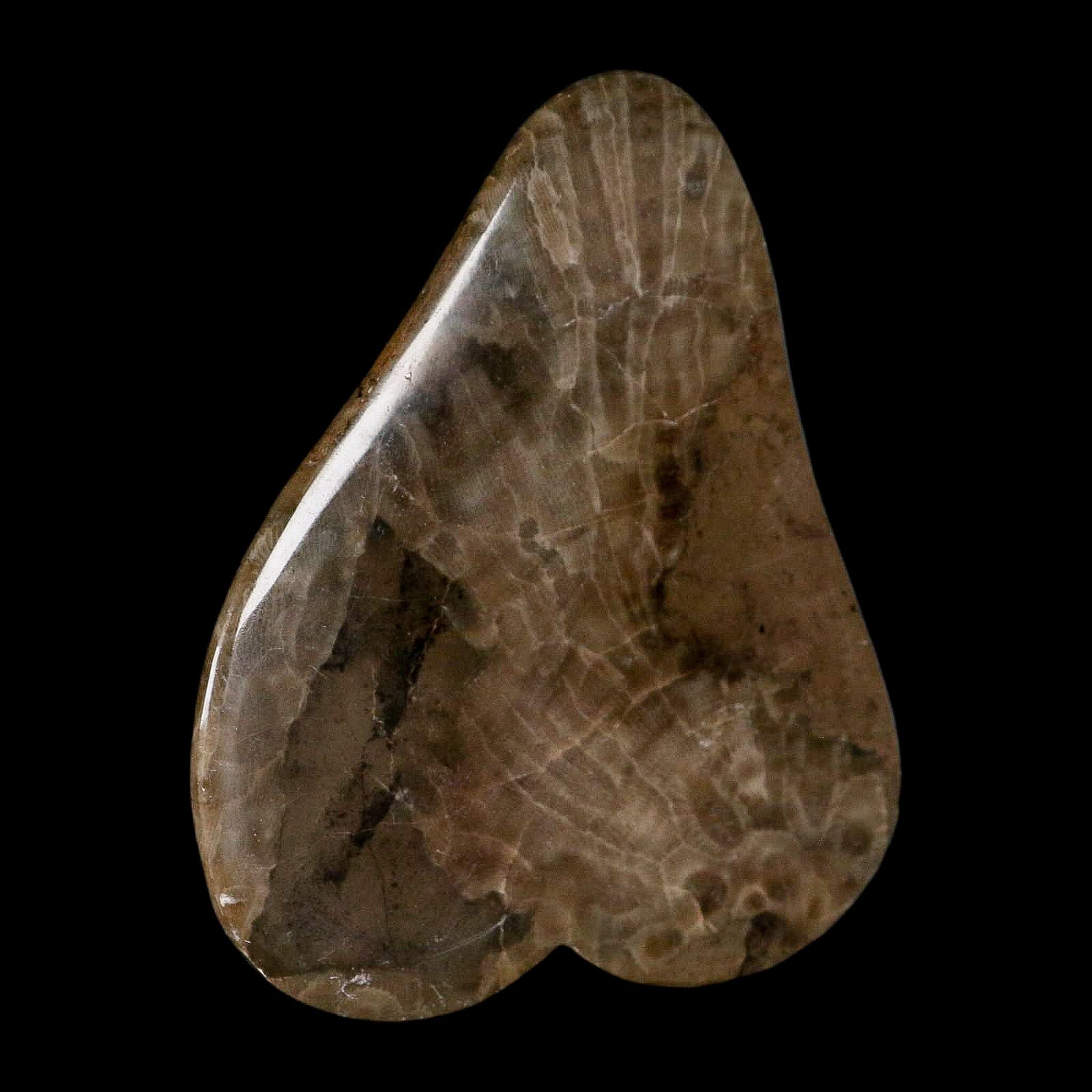 4.4" Polished Slab Petoskey Stone Hexagonaria Coral Fossil Devonian Age Michigan - Fossil Age Minerals