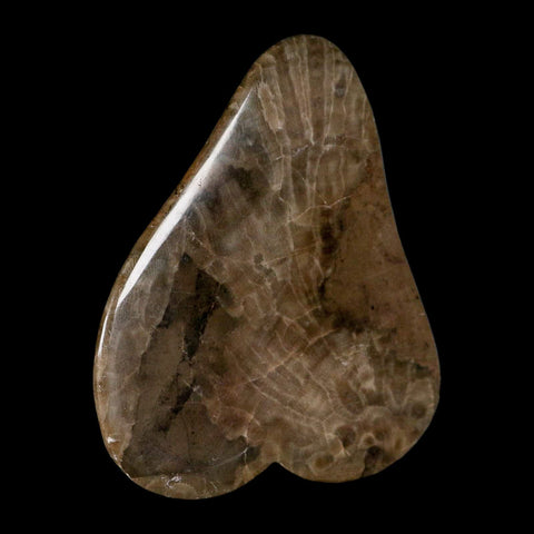 4.4" Polished Slab Petoskey Stone Hexagonaria Coral Fossil Devonian Age Michigan - Fossil Age Minerals