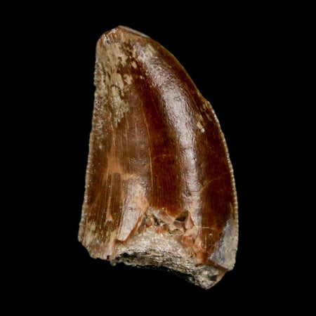 0.8" Majungasaurus Serrated Fossil Tooth Cretaceous Dinosaur Madagascar COA