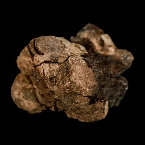 2" Brachylophosaurus Fossil Vertebrae Cretaceous Dinosaur Judith River FM MT COA