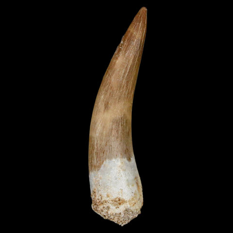 XL 2" Plesiosaur Zarafasaura Tooth Fossil Cretaceous Dinosaur Era COA, Stand