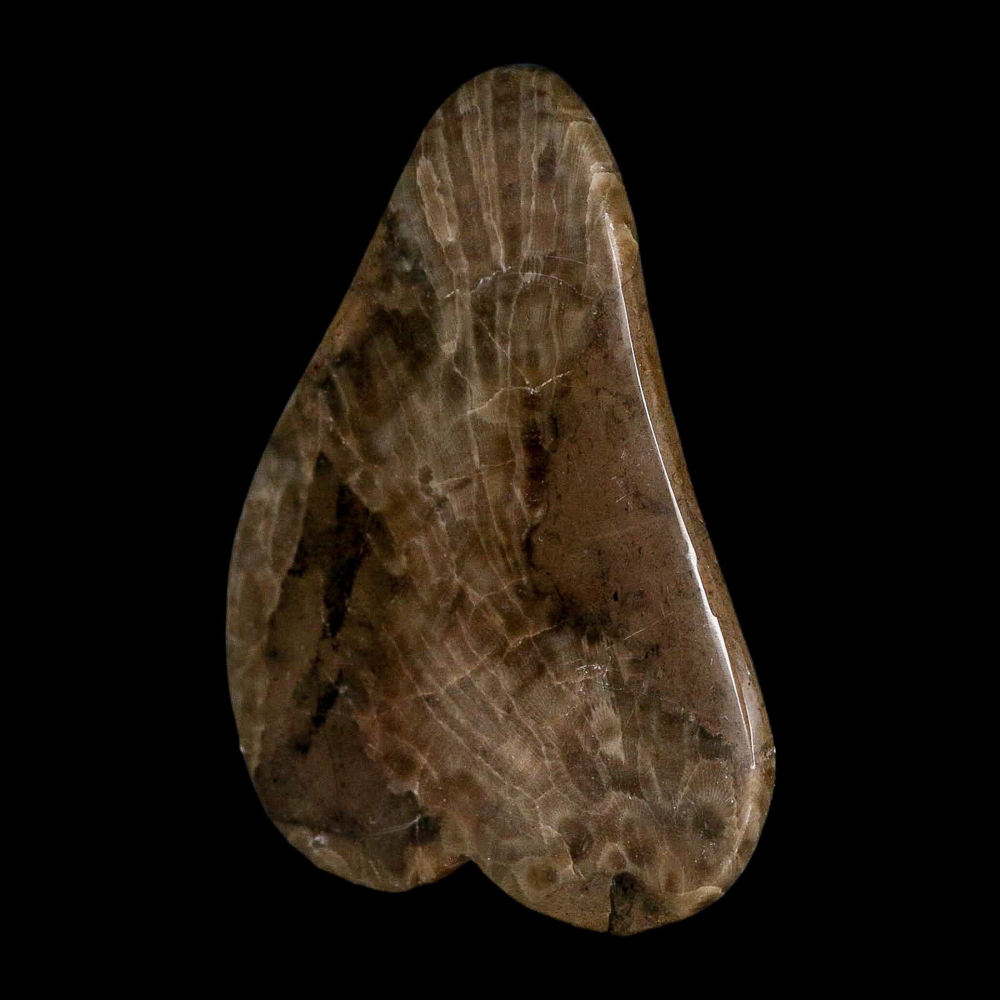 4.4" Polished Slab Petoskey Stone Hexagonaria Coral Fossil Devonian Age Michigan - Fossil Age Minerals