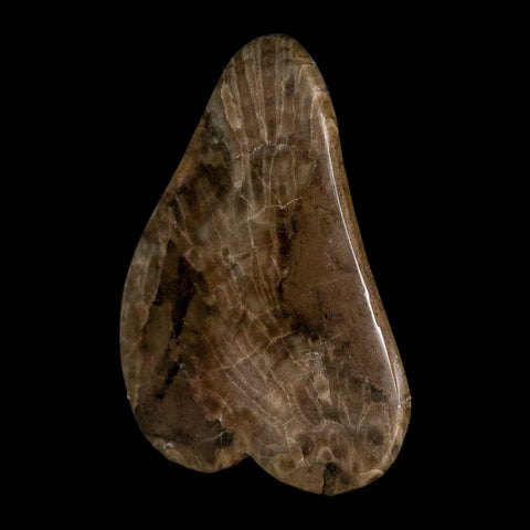 4.4" Polished Slab Petoskey Stone Hexagonaria Coral Fossil Devonian Age Michigan - Fossil Age Minerals
