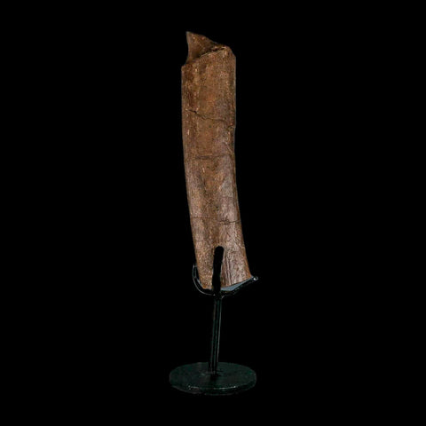 5.9" Hadrosaur Dinosaur Fossil Rib Bone Hell Creek FM Montana COA Metal Stand