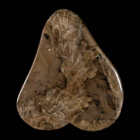 4.4" Polished Slab Petoskey Stone Hexagonaria Coral Fossil Devonian Age Michigan - Fossil Age Minerals