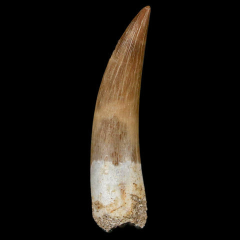 XL 2" Plesiosaur Zarafasaura Tooth Fossil Cretaceous Dinosaur Era COA, Stand