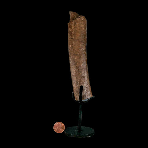 5.9" Hadrosaur Dinosaur Fossil Rib Bone Hell Creek FM Montana COA Metal Stand