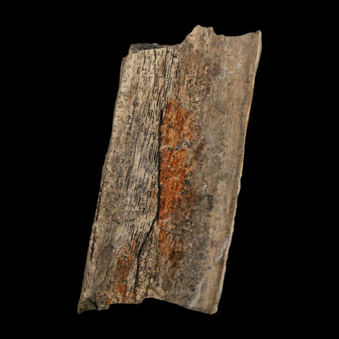 2.1" Tyrannosaurus Rex Fossil Bone Dinosaur Lance Creek Formation Wyoming COA - Fossil Age Minerals