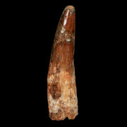 XL 3.9" Spinosaurus Fossil Tooth 100 Million Years Old Cretaceous Dinosaur COA