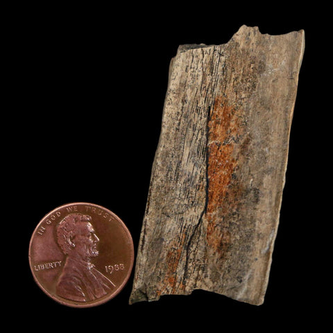 2.1" Tyrannosaurus Rex Fossil Bone Dinosaur Lance Creek Formation Wyoming COA - Fossil Age Minerals