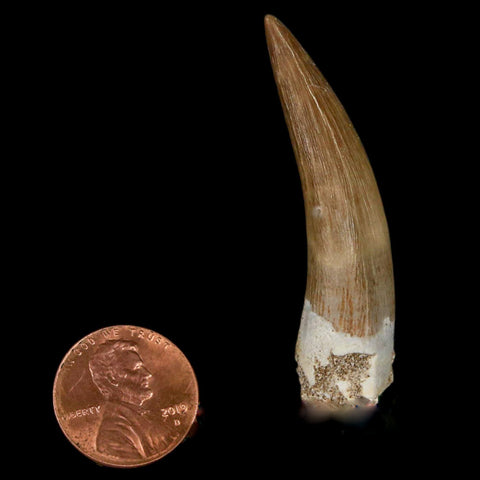 XL 2" Plesiosaur Zarafasaura Tooth Fossil Cretaceous Dinosaur Era COA, Stand