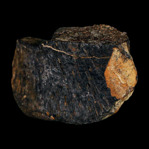 1.6" Stegosaurus Fossil Vertebrae process Bone Morrison FM WY Jurassic Dinosaur COA