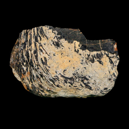 1.6" Stegosaurus Fossil Vertebrae process Bone Morrison FM WY Jurassic Dinosaur COA