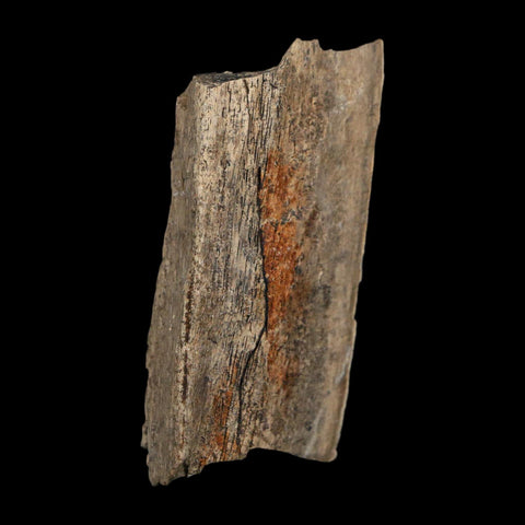 2.1" Tyrannosaurus Rex Fossil Bone Dinosaur Lance Creek Formation Wyoming COA - Fossil Age Minerals