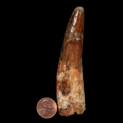 XL 3.9" Spinosaurus Fossil Tooth 100 Million Years Old Cretaceous Dinosaur COA - Fossil Age Minerals