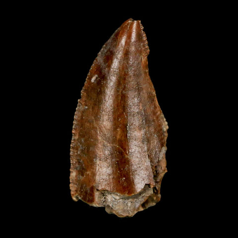 1" Majungasaurus Serrated Fossil Tooth Cretaceous Dinosaur Madagascar COA - Fossil Age Minerals