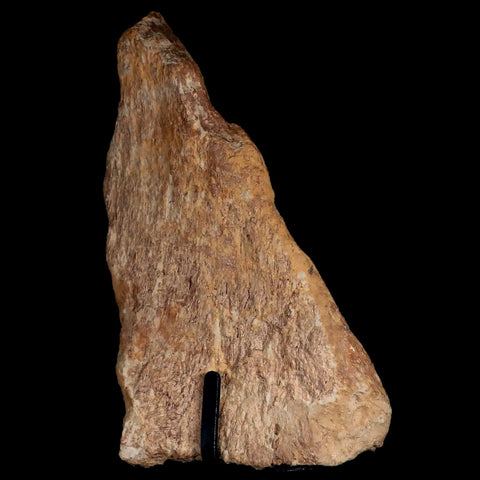 5.5" Triceratops Fossil Frill Bone Hell Creek FM Cretaceous Dinosaur MT COA, Stand - Fossil Age Minerals