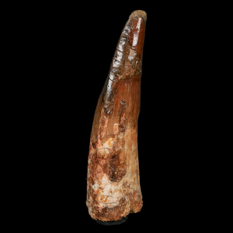 XL 3.9" Spinosaurus Fossil Tooth 100 Million Years Old Cretaceous Dinosaur COA - Fossil Age Minerals