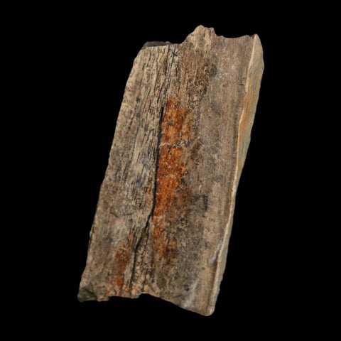 2.1" Tyrannosaurus Rex Fossil Bone Dinosaur Lance Creek Formation Wyoming COA - Fossil Age Minerals