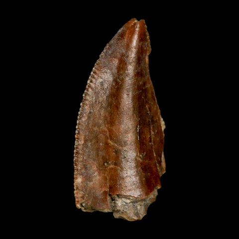 1" Majungasaurus Serrated Fossil Tooth Cretaceous Dinosaur Madagascar COA - Fossil Age Minerals