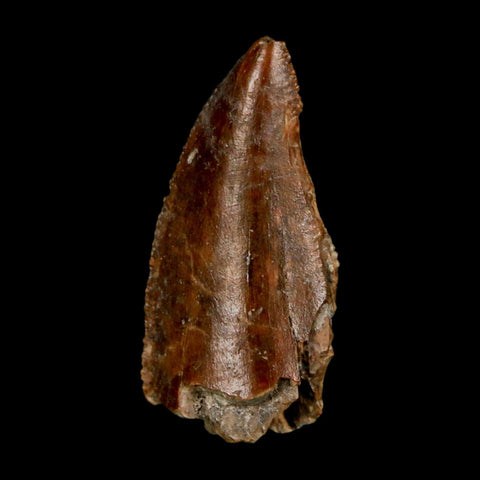 1" Majungasaurus Serrated Fossil Tooth Cretaceous Dinosaur Madagascar COA - Fossil Age Minerals