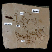 Fossil Crane Flies, Fly, Mimosite Mass Mortality Plate Insect Green River UT Eocene Age