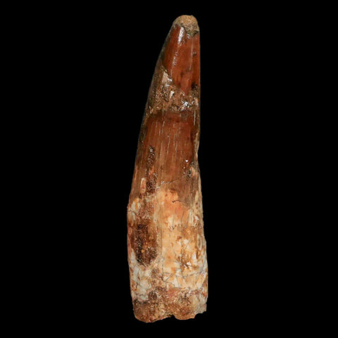XL 3.9" Spinosaurus Fossil Tooth 100 Million Years Old Cretaceous Dinosaur COA - Fossil Age Minerals