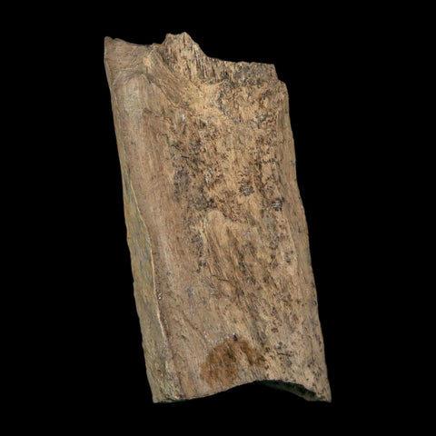 2.1" Tyrannosaurus Rex Fossil Bone Dinosaur Lance Creek Formation Wyoming COA - Fossil Age Minerals