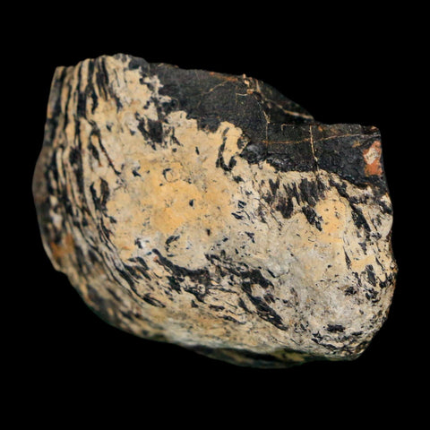 1.6" Stegosaurus Fossil Vertebrae process Bone Morrison FM WY Jurassic Dinosaur COA