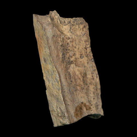 2.1" Tyrannosaurus Rex Fossil Bone Dinosaur Lance Creek Formation Wyoming COA - Fossil Age Minerals