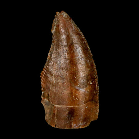 1" Majungasaurus Serrated Fossil Tooth Cretaceous Dinosaur Madagascar COA