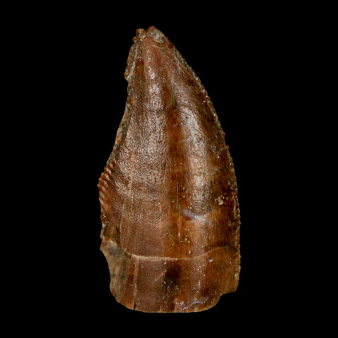 1" Majungasaurus Serrated Fossil Tooth Cretaceous Dinosaur Madagascar COA - Fossil Age Minerals