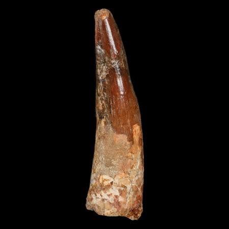 XL 3.9" Spinosaurus Fossil Tooth 100 Million Years Old Cretaceous Dinosaur COA