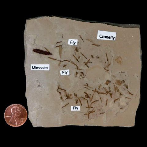 Fossil Crane Flies, Fly, Mimosite Mass Mortality Plate Insect Green River UT Eocene Age - Fossil Age Minerals